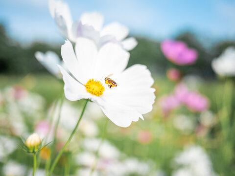 波斯菊