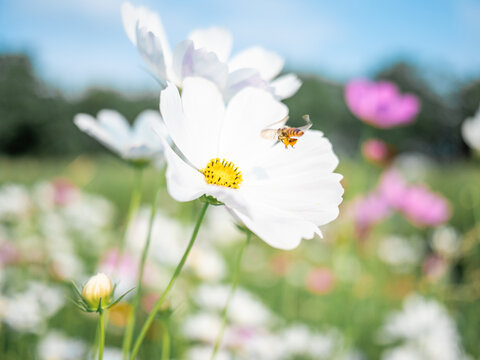 波斯菊