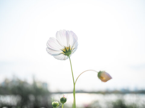 波斯菊
