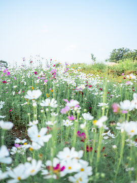 波斯菊