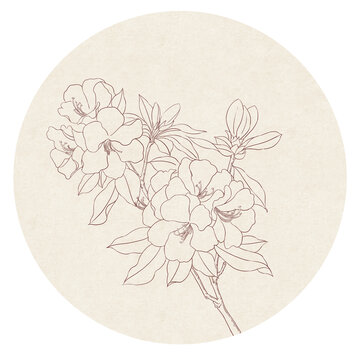 杜鹃花白描线稿