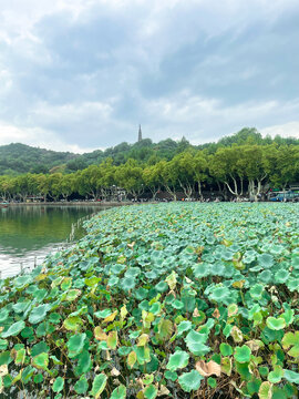 杭州西湖景色