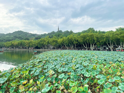 杭州西湖景色