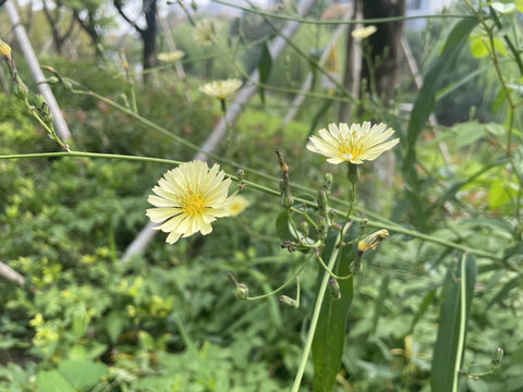 重瓣棣棠花