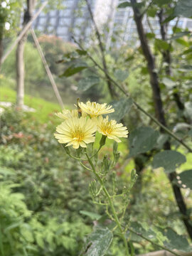 重瓣棣棠花