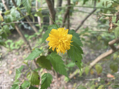 重瓣棣棠花