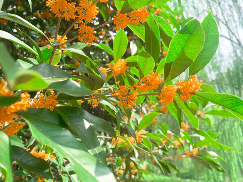 桂花