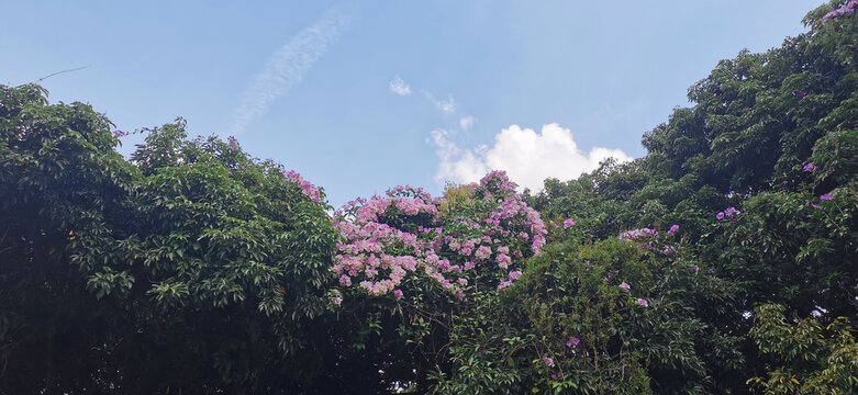 开的灿烂