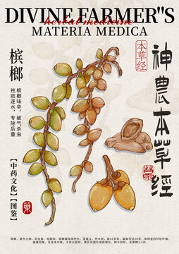 槟榔中药材水彩设计模版