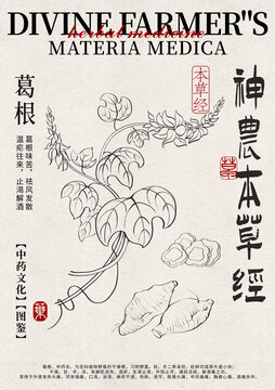 葛根线稿中药材水彩设计模版