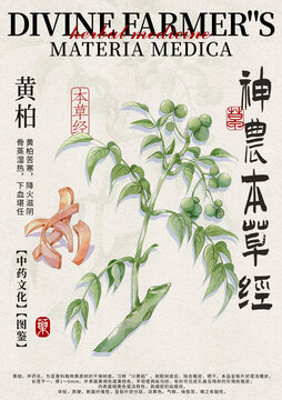黄柏中药材水彩设计模版