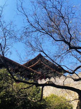 北京故宫古建筑角楼古树
