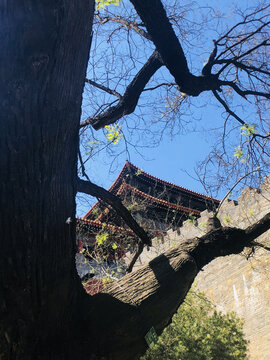 北京故宫古建筑角楼古树