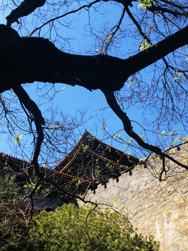 北京故宫古建筑角楼古树