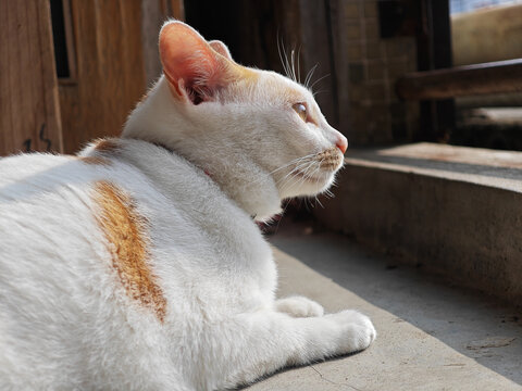 猫咪