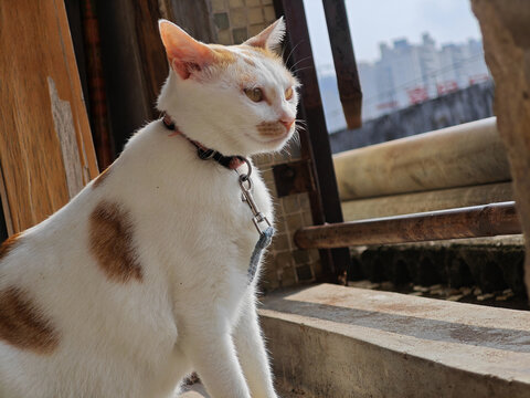 家猫