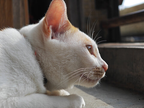 猫特写