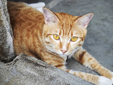 小花猫