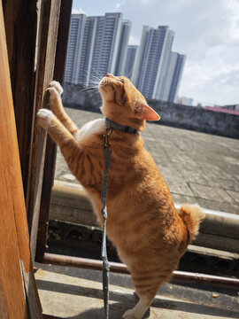 宠物猫