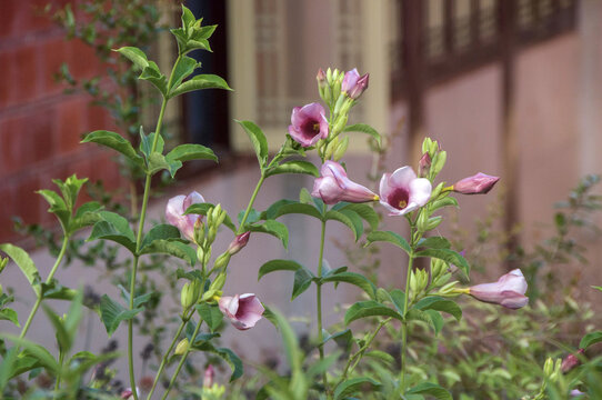 紫蝉花