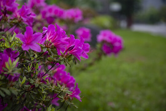 杜鹃花映山红