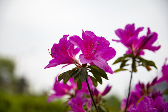 杜鹃花映山红