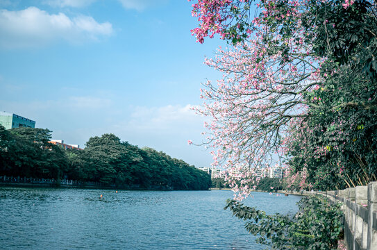 美丽异木棉