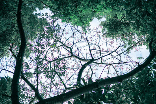 异木棉花开