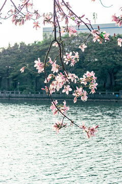 异木棉花开