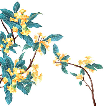 桂花