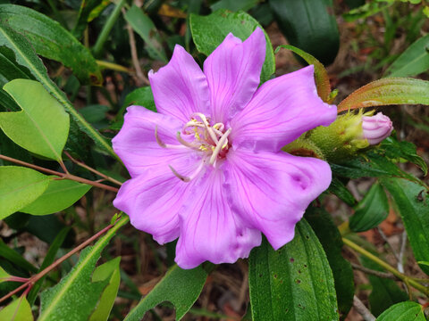 山花