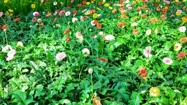 非洲菊