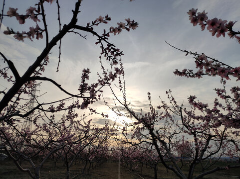 夕阳桃花