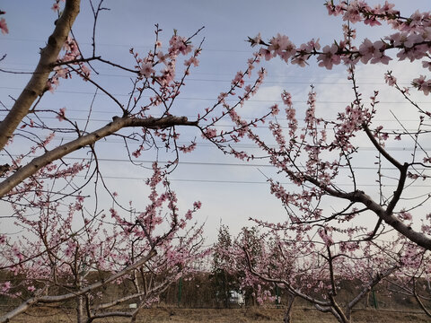 桃花园