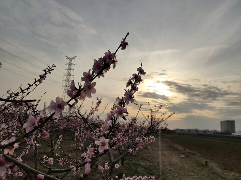 夕阳桃花
