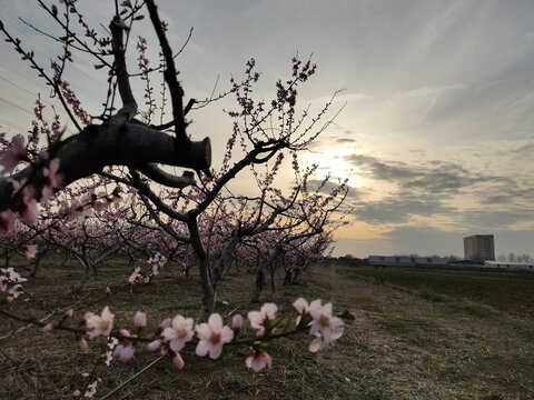 桃花园