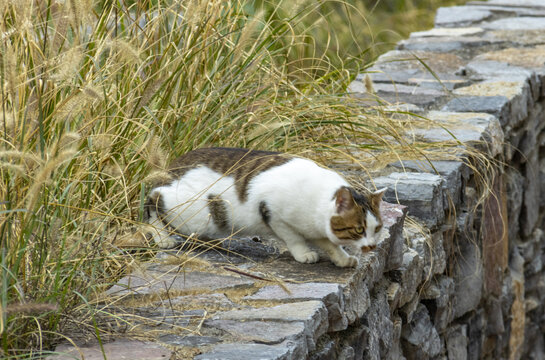 宠物猫