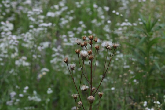 路边野花泥胡菜属