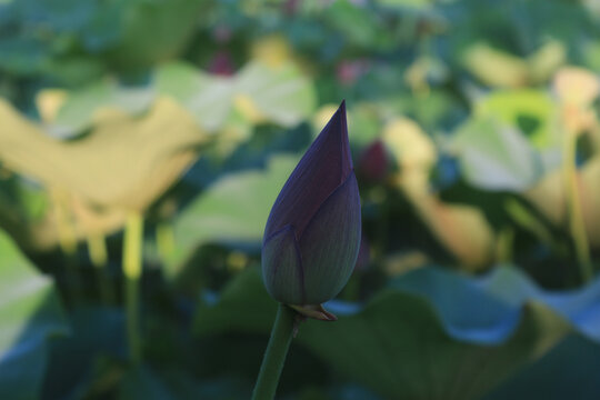 花塘