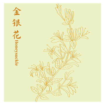 金银花3