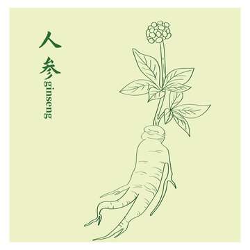人参