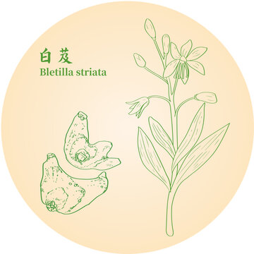 白芨