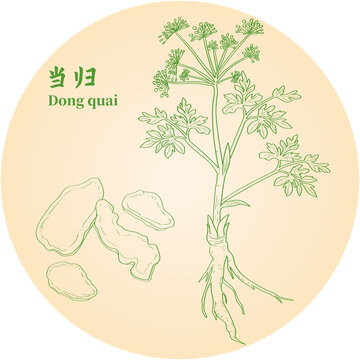 当归