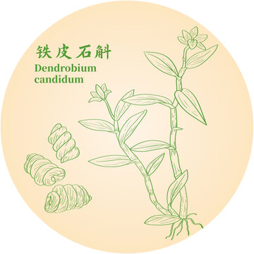 铁皮石斛2