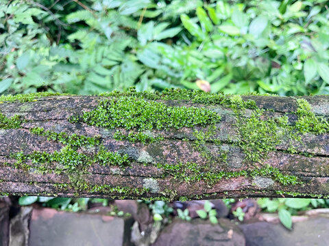 苔藓