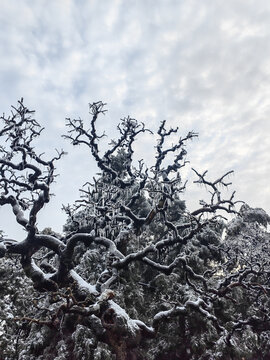 冰凌傲霜挂寒枝