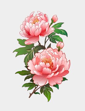 牡丹花