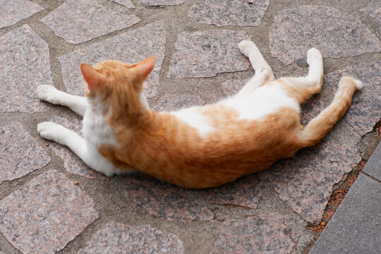 懒猫
