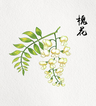 槐花插画