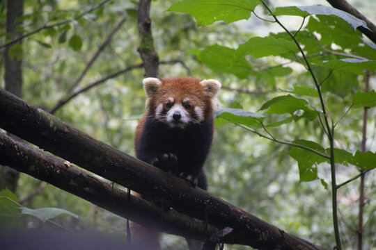 国家保护动物小熊猫